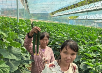 家门口务工，人均月增收8千！弥渡牛街这个“以工代赈”项目让140多名群众增收展笑颜