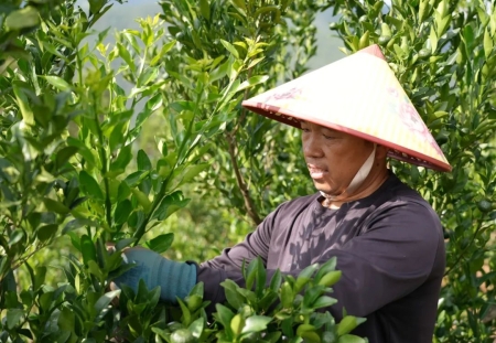 李光昌的“果园十年”：荒坡变“聚宝盆”，一人富带全村兴