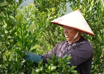 李光昌的“果园十年”：荒坡变“聚宝盆”，一人富带全村兴